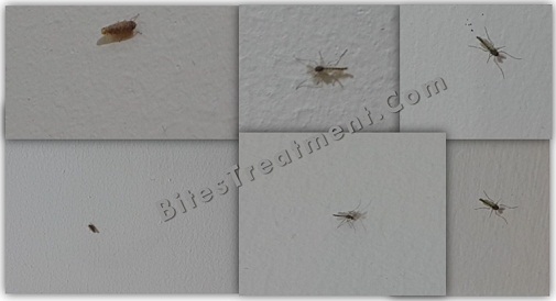Real Size of Gnats lying on the wall with gnat dirt