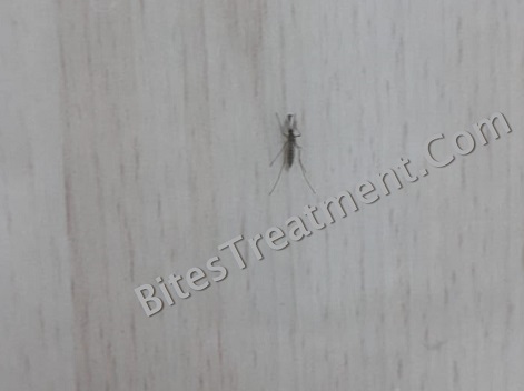 Real Size view of a lake fly on floor looks like a mosquito
