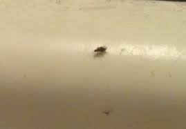 Drain gnat on the wall of bathroom showing its real size