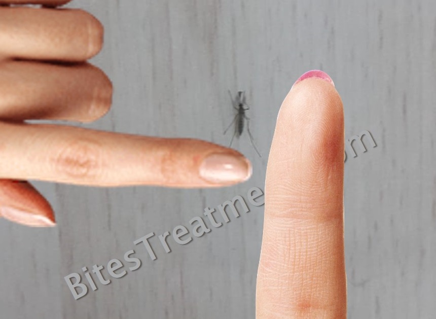 Actual view of real gnat size between two fingers