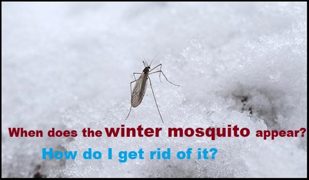 mosquitoes winter appear